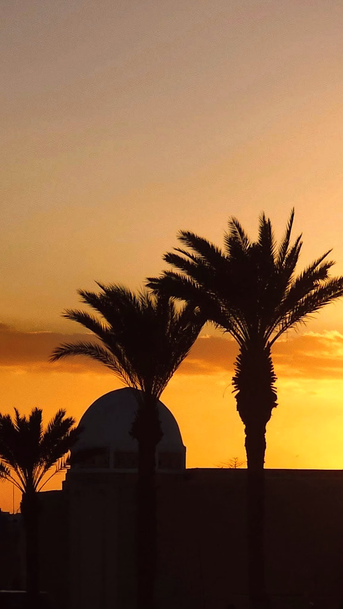 Silhouette de palmiers au coucher de soleil