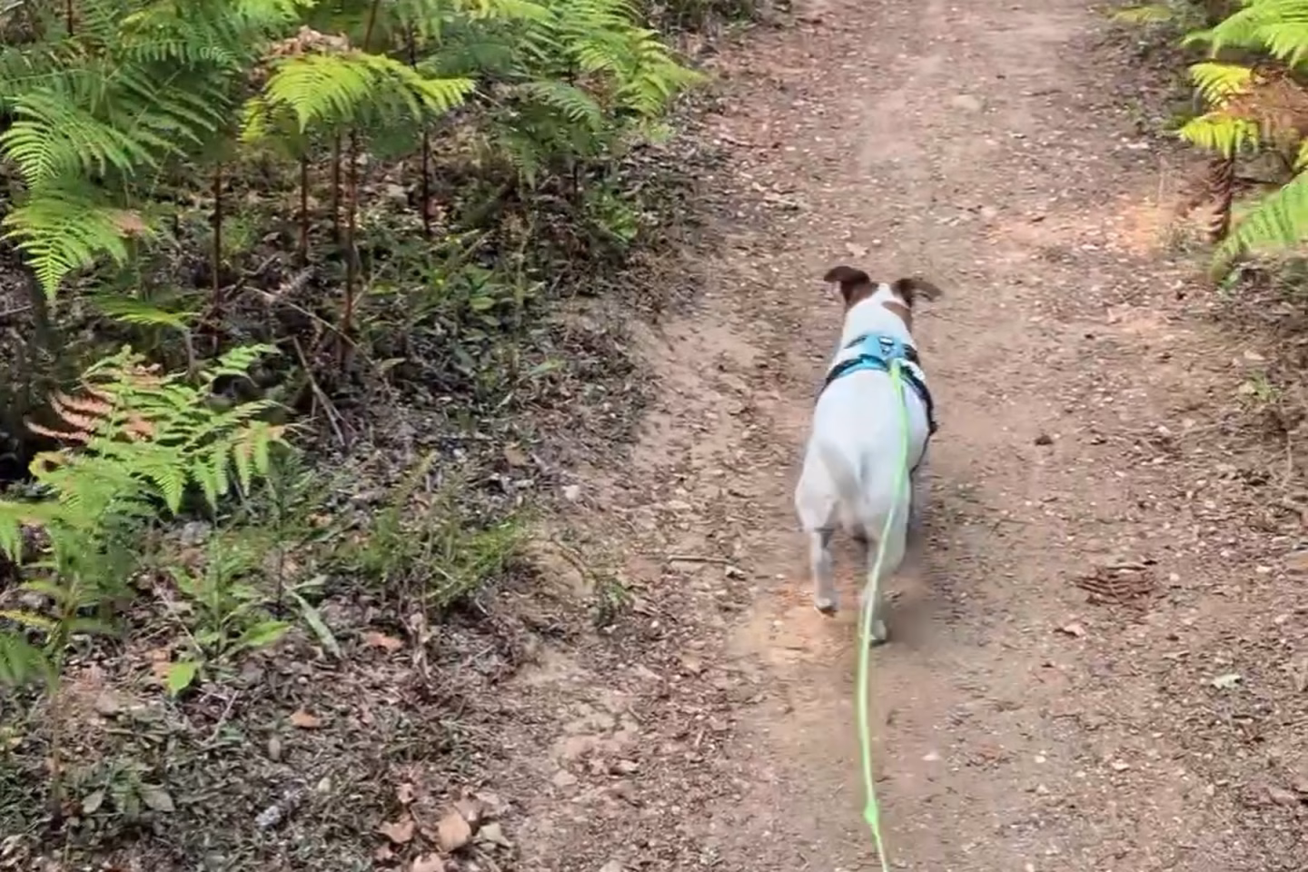 jack russel en foret en haute-vienne